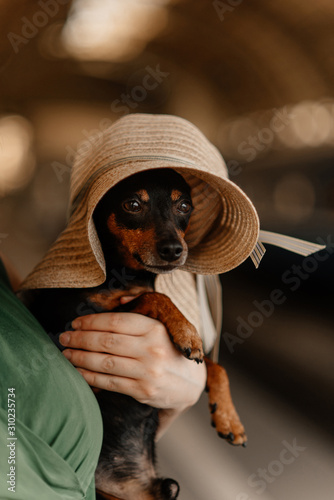 miniature pinscher dog portrait in a lady hat © ksuksa