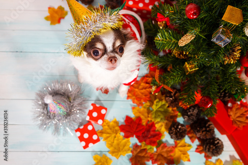 Fototapeta Naklejka Na Ścianę i Meble -  Adorable chihuahua dog wearing a New Year conical hat on festive background.