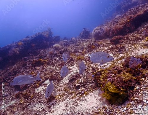 Tropical fish at coral reef