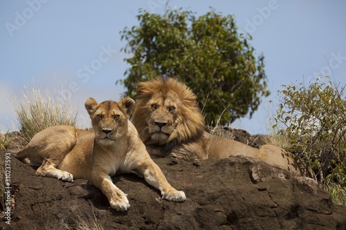 Fototapeta Naklejka Na Ścianę i Meble -  Lion and lioness resting proudly on a muddy hill in the middle of the jungle