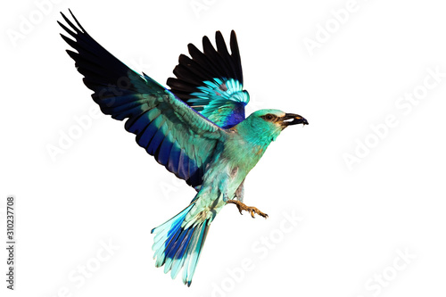 European roller, coracias garrulus, landing and holding a bark beetle isolated on white background. Vital blue stocky bird in the air with a catch in the beak.