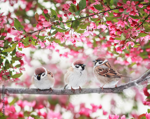 three Sparrow birds sitting on a branch of a flowering Apple tree with pink buds in the may Sunny spring garden