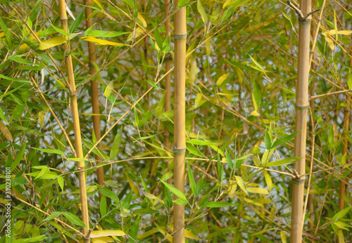 Bamboos include some of the fastest-growing plants in the world