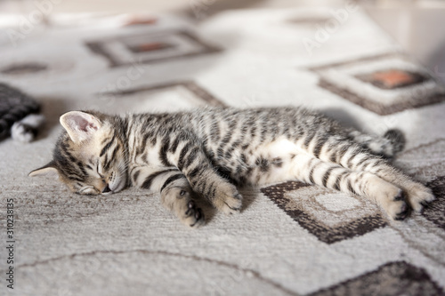 Fototapeta Naklejka Na Ścianę i Meble -  striped black and gray one month old kitten sleeping on a gray carpet