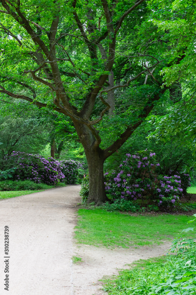 The Tiergarten, walk through the green beautiful park in central Berlin The Tiergarten, walk through the green beautiful park in central Berlin
