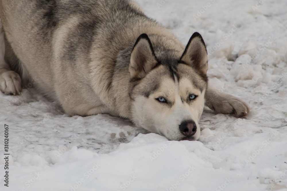 siberian husky in snow