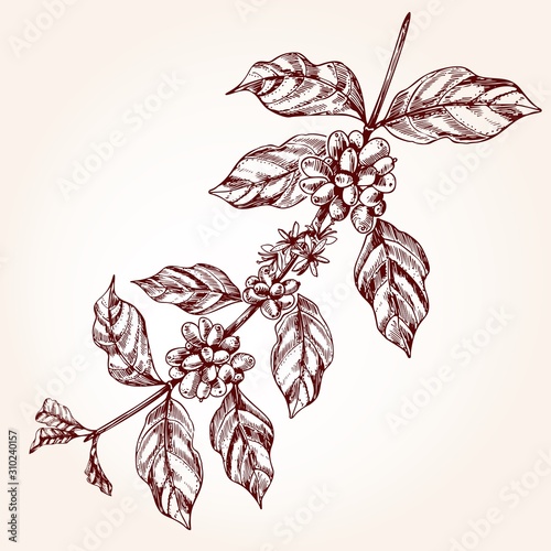 Coffee tree branch in sketch style.Vector illustration