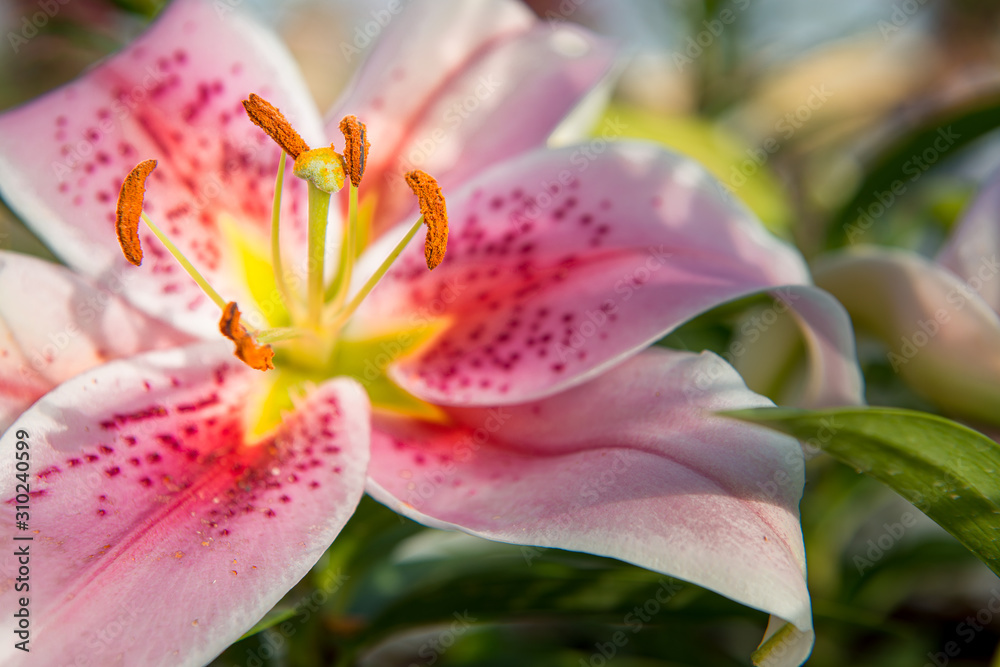 closeup of a pink lily with a blurred background closeup of a pink lily with a blurred background
