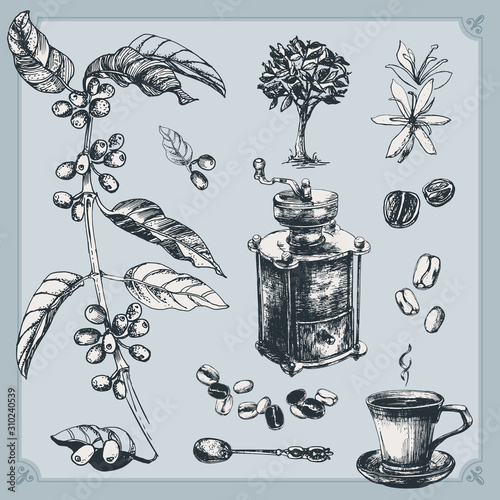 Coffee set. Vintage illustration of coffee making process. Isolated objects including a branch, tree, a cup of coffee, a spoon, beans, fruits and leaves, a flower.