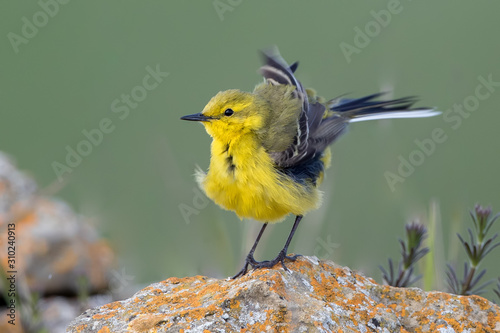 Yellow Wagtail Perched