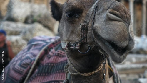 Tired camel chewing and waiting for tourits on the sand in Side, Turkey photo
