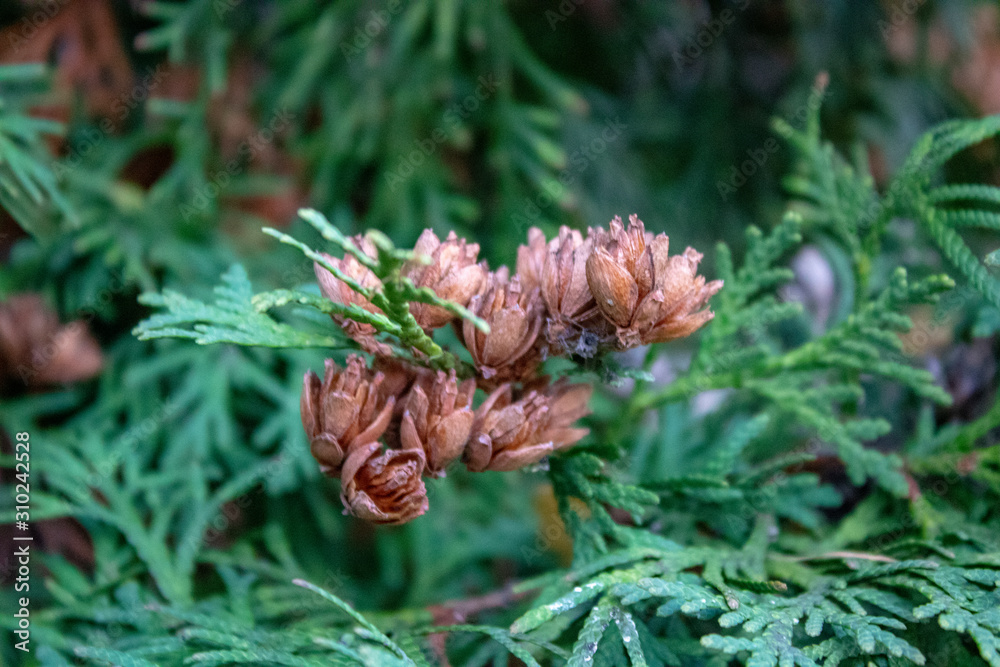 A branch of a beautiful conifer ous with ripe fruit in the park area in the autumn evening A branch of a beautiful conifer ous with ripe fruit in the park area in the autumn evening