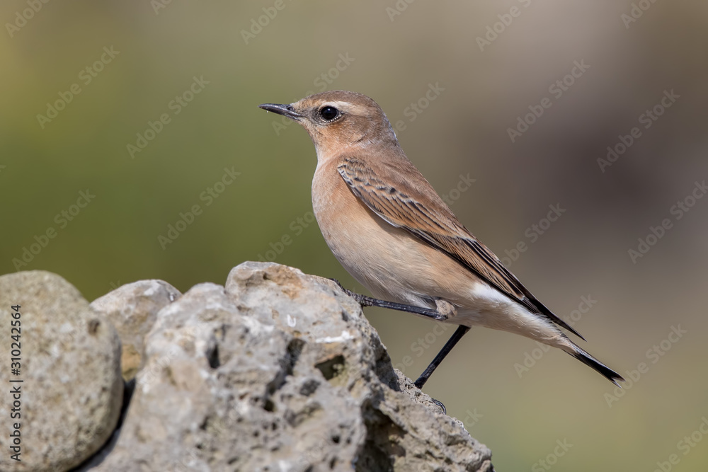 Fototapeta premium Wheatear Perched on Rock