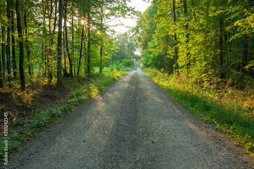 Gravel road through a green forest and the sun behind the trees