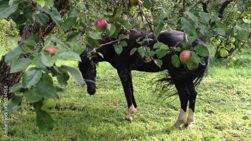 black horse in the Apple orchard photo