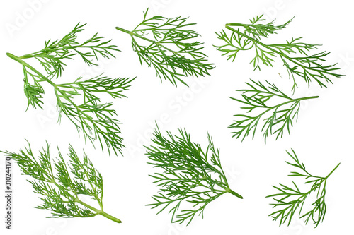 Valokuva fresh green dill isolated on white background. top view