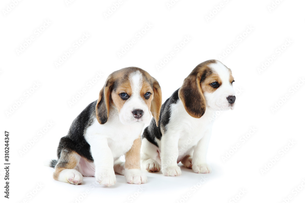 Beagle puppy dogs isolated on white background
