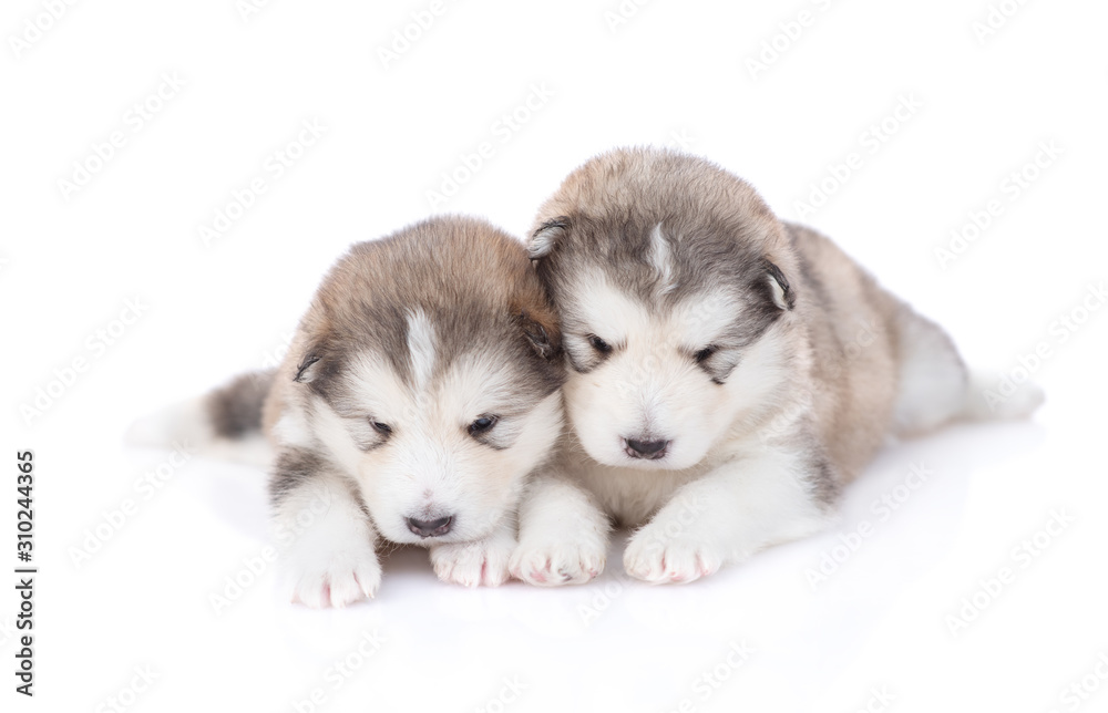 puppies Malamute  isolated on white background
