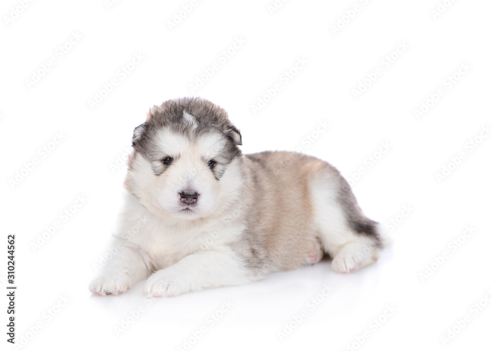 puppies Malamute  isolated on white background