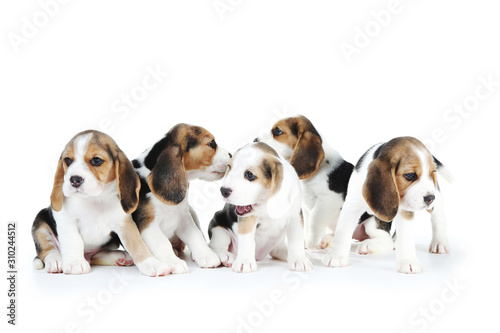 Beagle puppy dogs isolated on white background