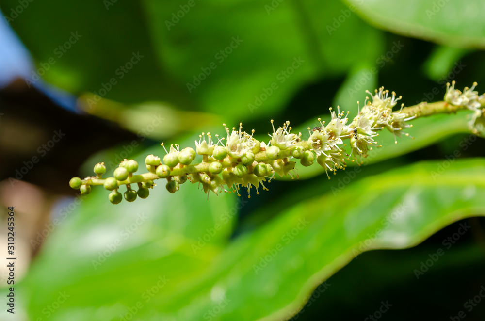 Fototapeta premium Blossom Of Malabar-almond