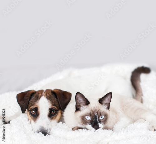 Cat and dog together on white plaid