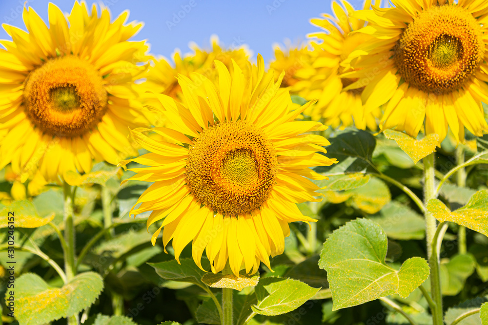 Beautiful sunflower field. Blossoming bright sunflower. Shinning sunflower background. Sunflower landscape 