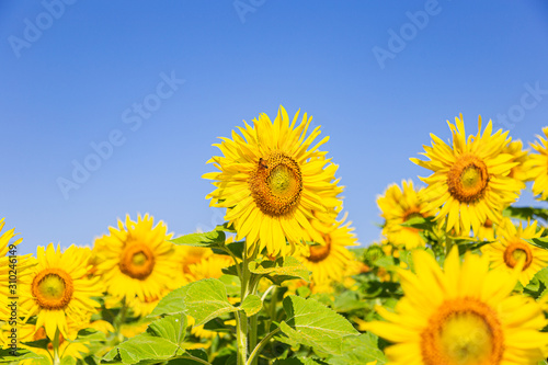 Beautiful sunflower field. Blossoming bright sunflower. Shinning sunflower background. Sunflower landscape 