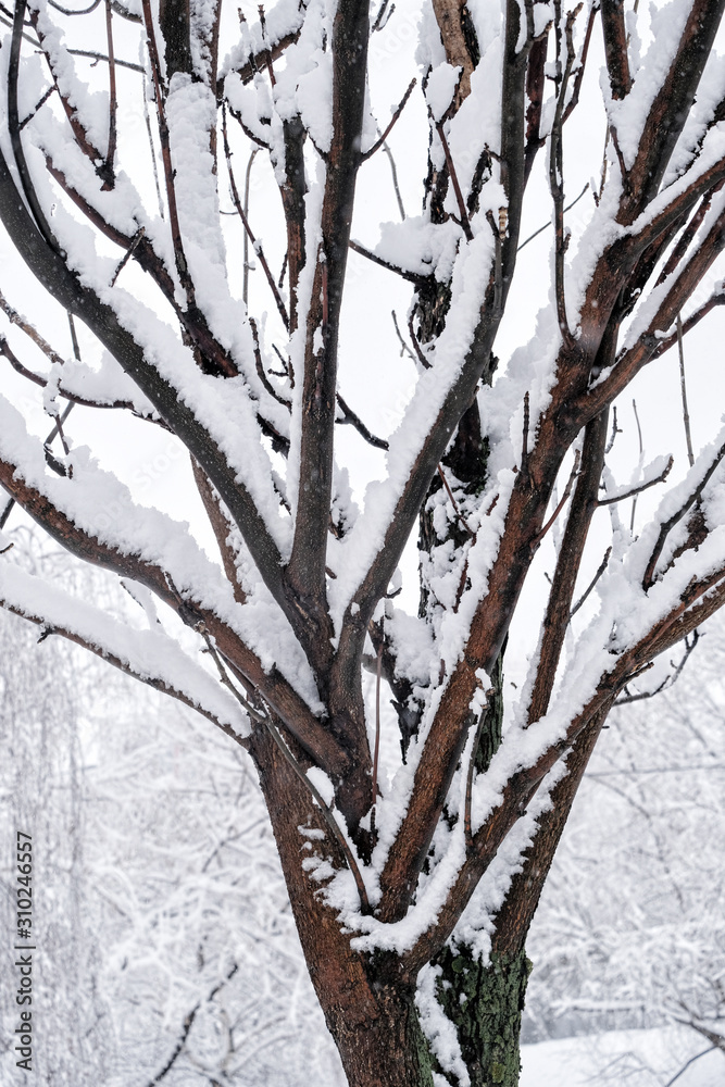 Winter scene. Beautiful winter trees in snow in city Park. Winter scene. Beautiful winter trees in snow in city Park.