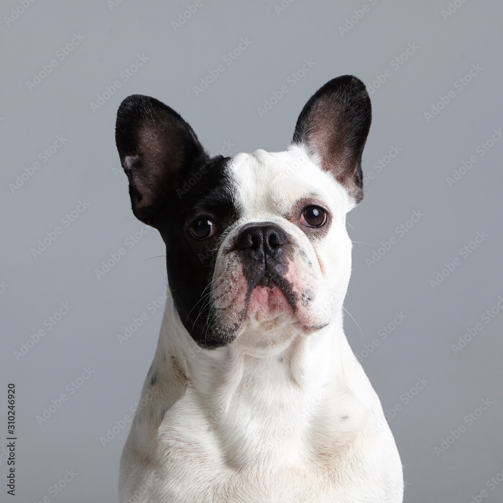 Closeup portrait of a black and white french bulldog. Purebred dog. Studio shot. Gray background Closeup portrait of a black and white french bulldog. Purebred dog. Studio shot. Gray background