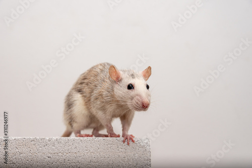 White-grey pet rat climbing onto a gas concrete brick to feed on block.