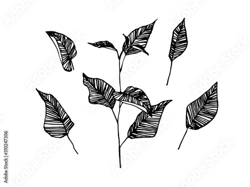 Hand drawn branch leaves. Sketch style vector illustration. Black isolated imprint on white background