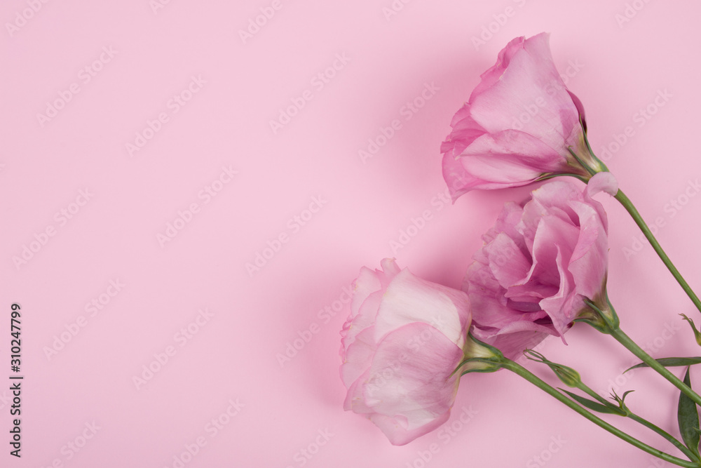 Fototapeta premium Beautiful pink lisianthus (eustoma) flowers on a pastel pink background, retro style (copy space on the left, top view)