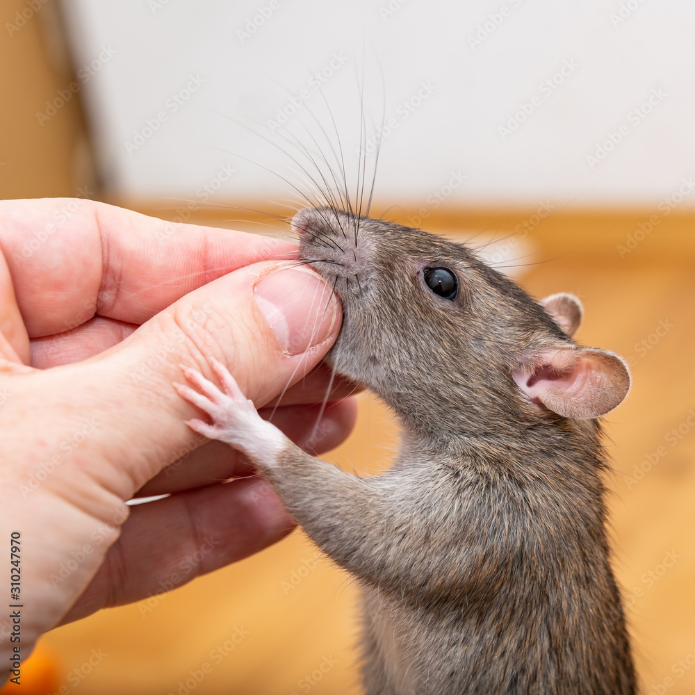 Brown pet rat eating buckwheat from the fingers of a man. Stock Photo |  Adobe Stock