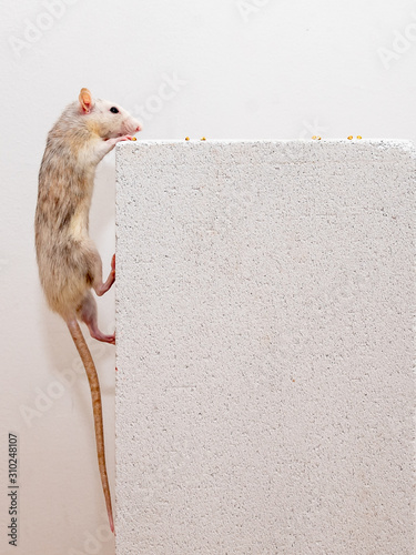Grey and white pet rat climbing up a gas concrete block to feed