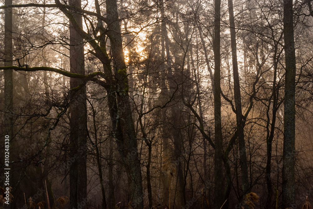 Rzeka Supraśl, Puszcza Knyszyńska, Grudniowy ciepły dzień, Ocieplenie klimatu