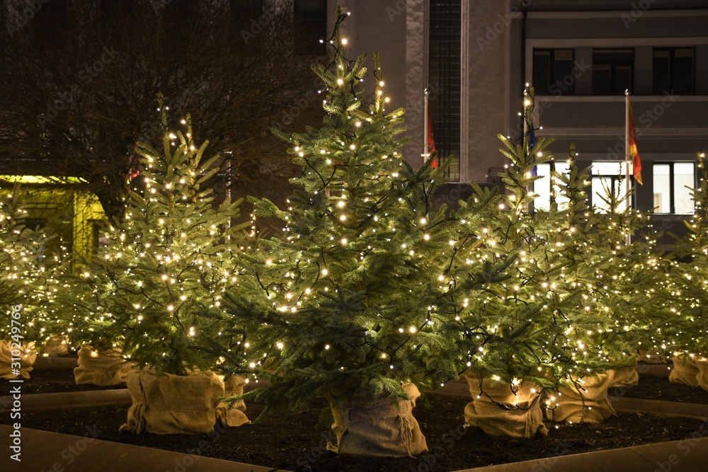 Group of real Christmas trees decorated and illuminated with white lights Group of real Christmas trees decorated and illuminated with white lights