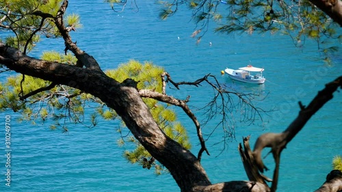 Beatuful sea view with yahct and boats on background through the pine trees branches. Paradise place for summer vacation in Mediterranean sea. photo