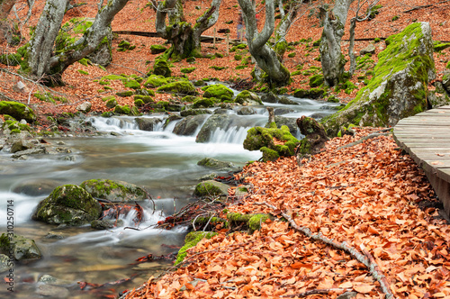 Photograph of the beech forest of Ciñera, Leon (Spain) known as Faedo, declared the best preserved forest in Spain in 2007. You can see the river that crosses the forest with a silk effect photo