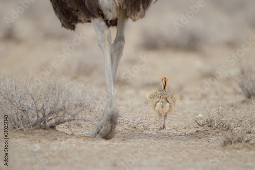 Selective focus shot of a baby ostrich walking near its mother photo