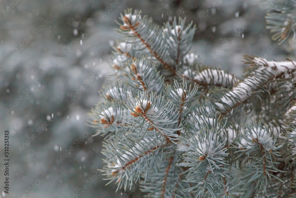 close up of branch of fir tree at snow