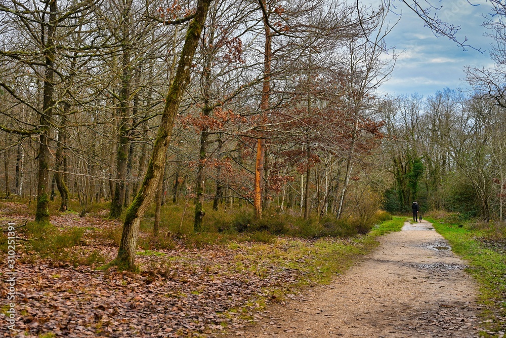 Fototapeta premium Paysage d'automne en Forrêt