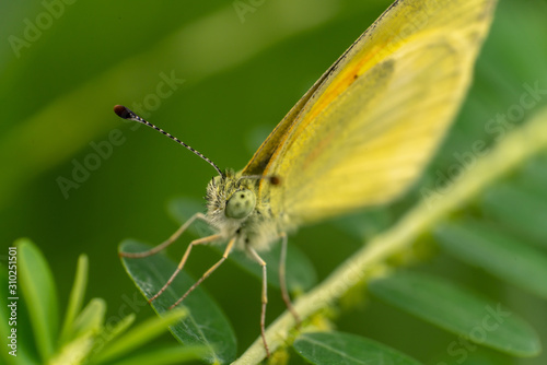 yellow butterfly zoom