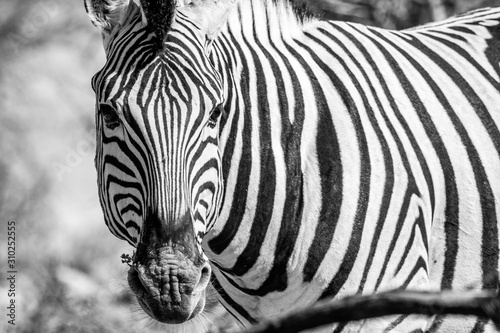 zebras in Etosha national park  Namibia in Africa