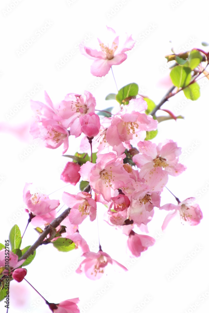 海棠桜