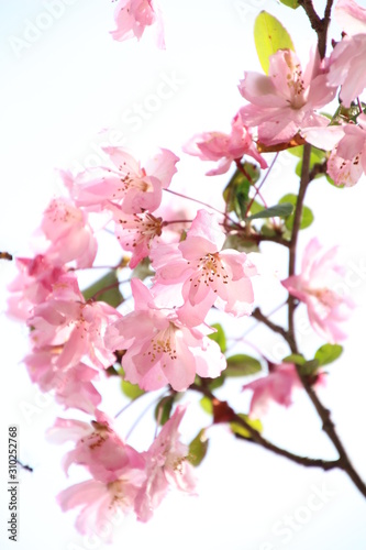 海棠桜 © blue moon dragon  