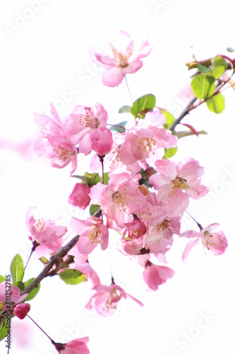 海棠桜
