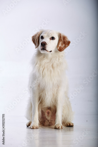 Fototapeta Naklejka Na Ścianę i Meble -  White puppy. Studio shot. White background. Isolated animal