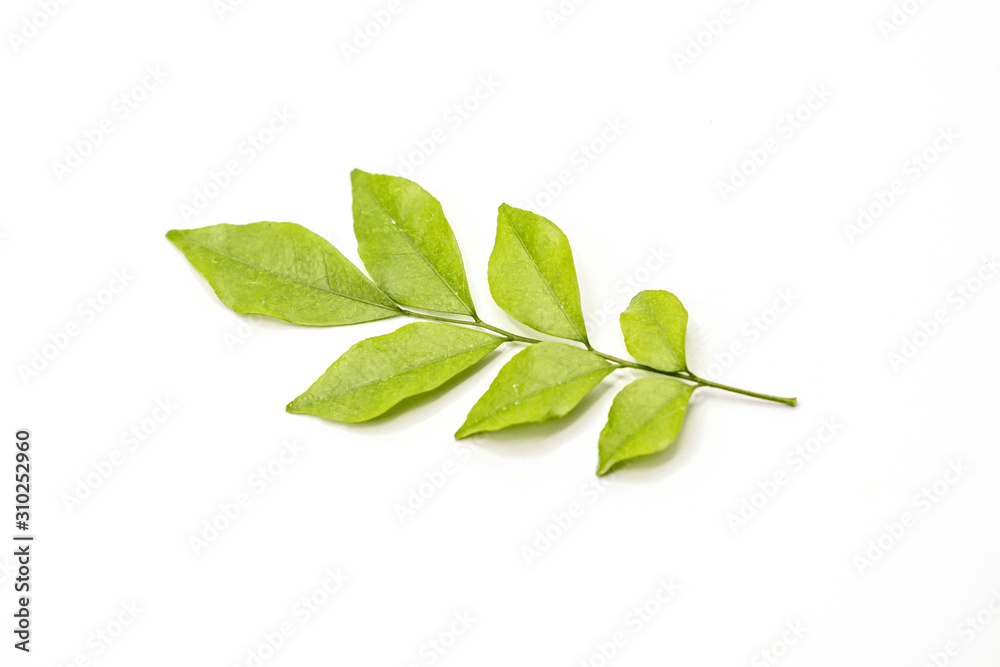 Obraz premium Orange jasmine leaves isolate on white background.(Murraya paniculata)