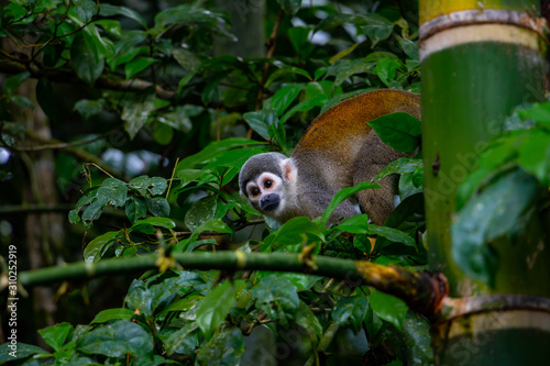 a squirrel monkey in the amazon rainforest of ecuador